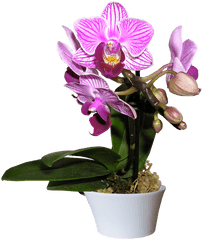 Orchid Moth Plant - Orchid Flower Plant Png