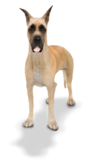 Png And Vectors For Free Download - Companion Dog