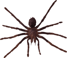 Spider Png Image