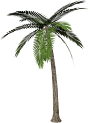 Palm Tree Png Images Download Free - Palm Tree Transparent Background