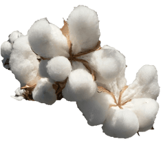 Cotton Png Free File Download - Cotton Png