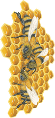 Download Bees - Honeycomb Png Image With No Art