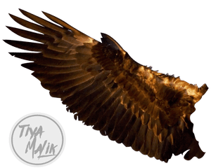 Download Wings Free Png Transparent Image And Clipart - Eagle Wing Transparent