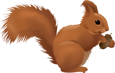 Transparent Background Squirrel Clipart Png