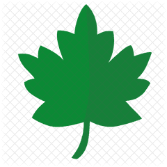 Oak Leaf Icon Of Flat Style - Closed On Labour Day Canada Png