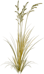 Index Of Sidawtexturesfoliage - Green Wheat Png