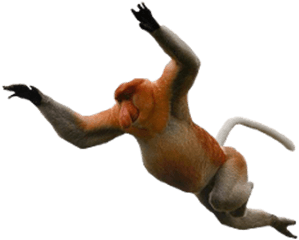 Monkey Animal Png Transparent Images - Proboscis Monkey Png Clipart