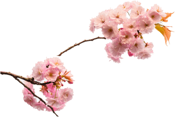 Cherry Blossoms Png Transparent Images Free Download