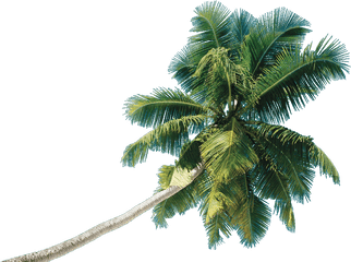 Real Coconut Tree Png - Coconut Tree Png Hd