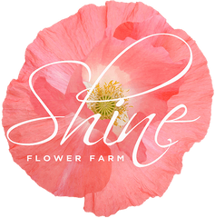 Welcome Shine - Flowerfarm Anthurium Png