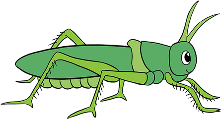 How To Draw Grasshopper - Easy Way To Draw Grasshopper Grasshopper Clipart Png