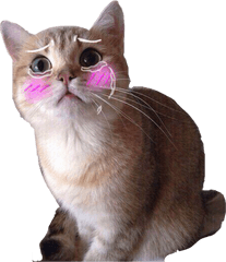 Sad Cat Png Transparent - Transparent Sad Cat Png