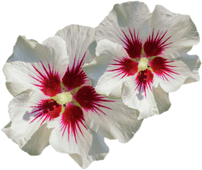 Hibiscus Flower Pattern T - Shirt Hollyhocks Png