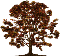 Tree Vector Ornament - Free Image On Pixabay Family Tree Vector Png