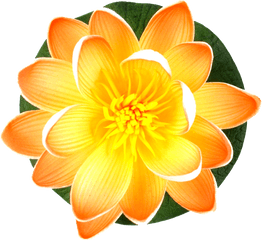 Different Type Of Flower Png Images - Dahlia