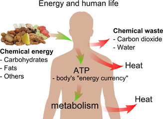 Energy And Life - Energy And Life Png