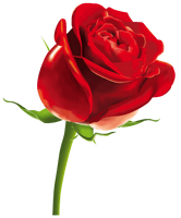 Rose Png Picture