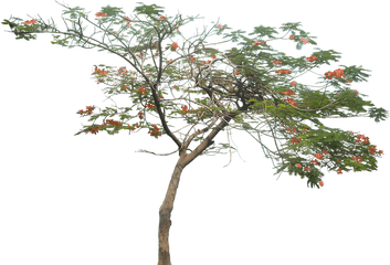 Gulmohar Tree Png Image - Architecture Tree Png