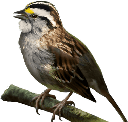 Download - White Throated Sparrow Transparent Png