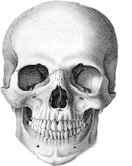 Download Png Calavera Real Transparent - Calavera Png