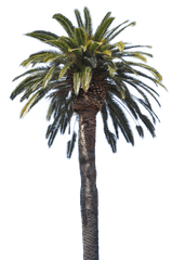 Palmeira Pngs Free Files In - Danganronpa Palm Tree Hair