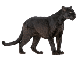 Jaguar Panther Royalty-Free Cougar Black Cheetah - Free PNG