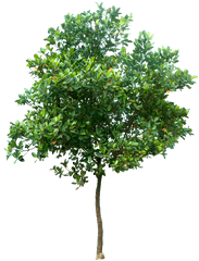 20 Free Tree Png Images - High Resolution Trees Png