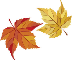 Maple Leaves Fall - Hojas De Thanksgiving Png