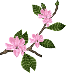 Strong Love Writerscafeorg The Online Writing Community - Magnolia Flower Png