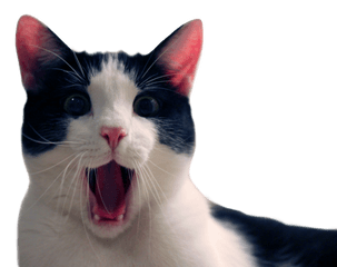 Funny Cat Transparent Background - Funny Cat Transparent Background Png