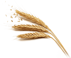 Grain Download Free Download PNG HQ