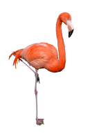 Flamingo Png Clipart