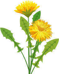 Dandelion Herbalist - Pissenlit Png