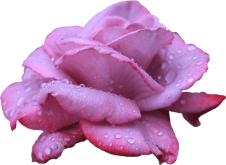 Transparent Clipart Image Lavendar Rose - Roses With Water Png