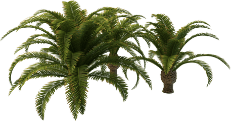 Small Palm Tree Png Picture - Small Palm Tree Png