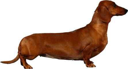 Hound Png Images - Dachshund