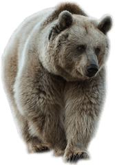 Brown Bear Png Image - Animales De Bosque Png