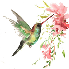 Library Of Hummingbird Watercolor Vector Black And White - Watercolor Flowers And Hummingbird Png