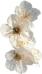 Transparent Flowers - Transparent Cherry Blossom White Png