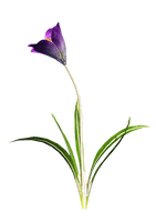 Crocus Hd - Free PNG