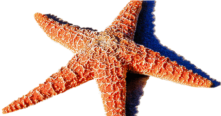 Starfish - Estrela So Mar Png