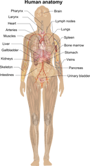 Filefemale Shadow Anatomypng - Wikimedia Commons Female Anatomy Human Body