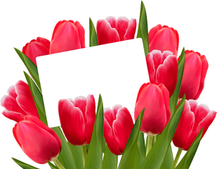 Tulip Flower Png Images Free Gallery - Tulips Png