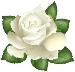 White Rose Transparent Png Clip Art Roses