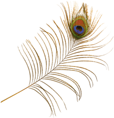 Peacock Feather Free Png Transparent - Png