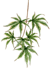 Download Japanese Maple Branch - Houseplant Png