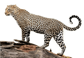 Jaguar Transparent Png Image - Jaguar Png