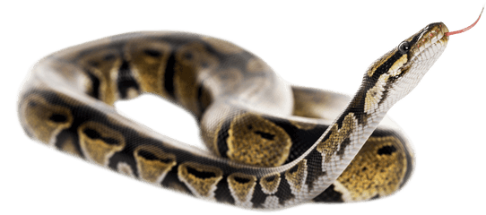 Download Ball Python Bedlington Terrier - Snake Python Transparent Background Png