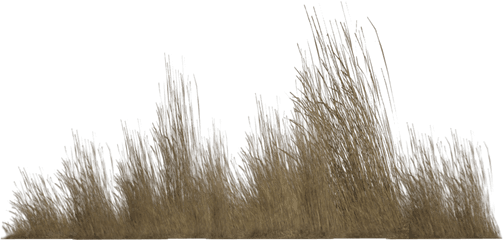 Tall Grass Png Transparent - Tall Grass Png