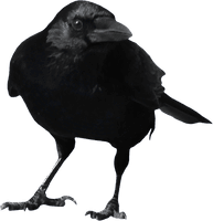 Crow Png Image